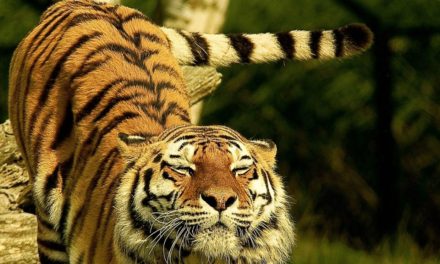 Bengal Tiger