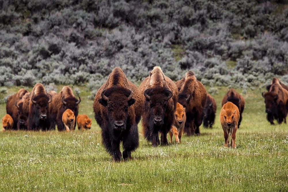 American Bison Facts | CRITTERFACTS