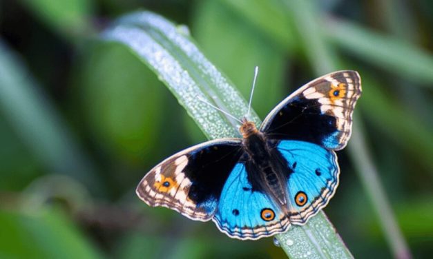Blue Pansy Butterfly