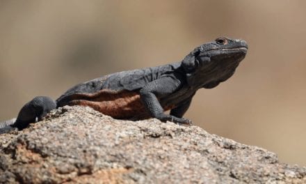 Chuckwalla