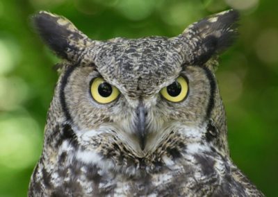 Close up of Great Horned Owl face