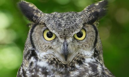 Great Horned Owl