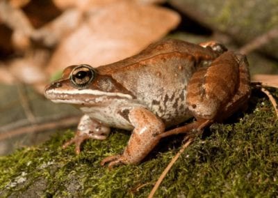 Close-up photograph of a Wood Frog in its natural habitat