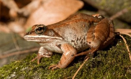 WOOD FROG