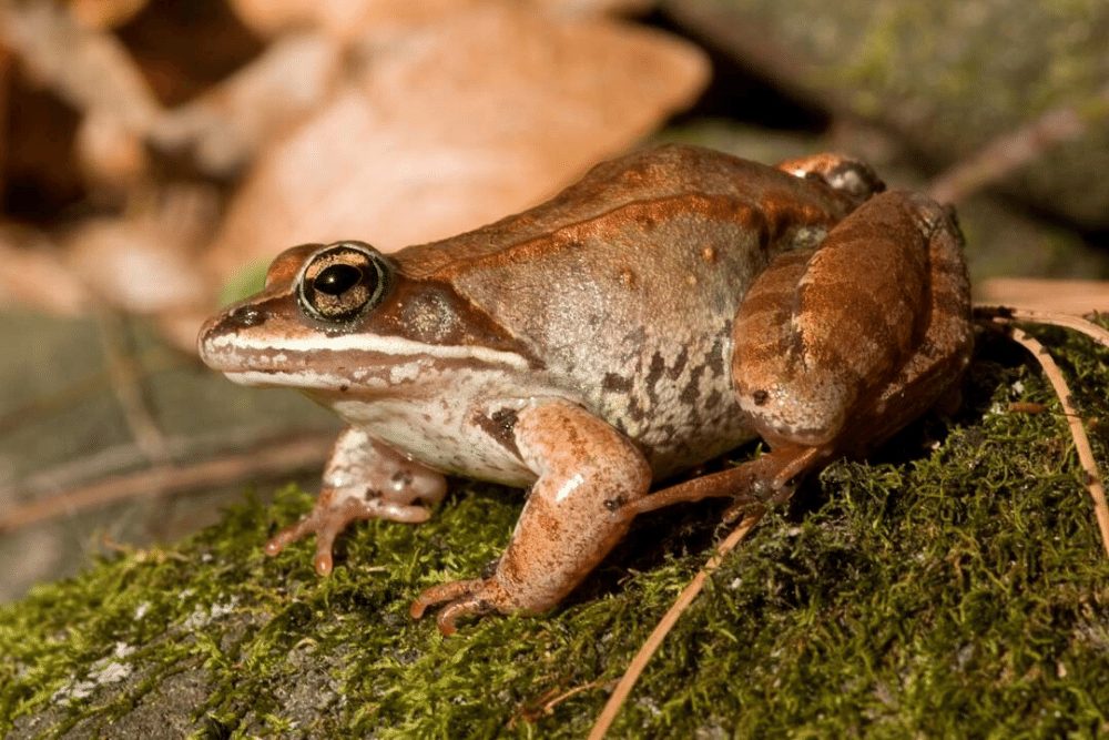 WOOD FROG FACTS | CRITTERFACTS