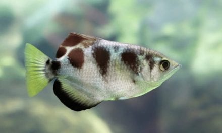 Banded Archerfish