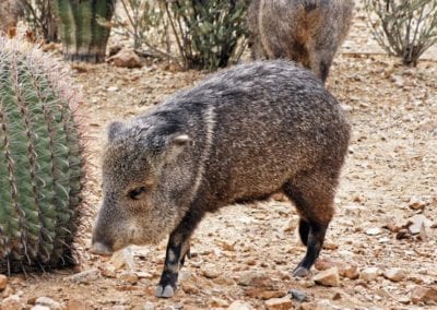 Collared Peccary by cactus