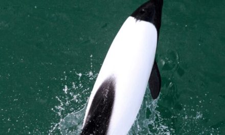Commerson’s Dolphin