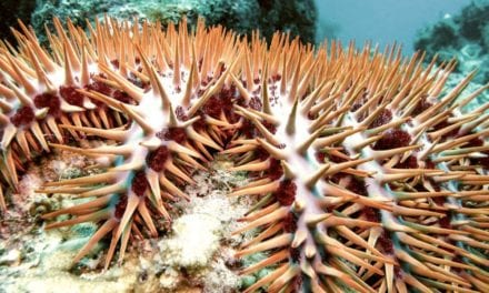 Crown-of-Thorns Starfish