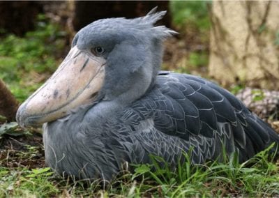 Cute Shoebill Stork big bird sitting on grass