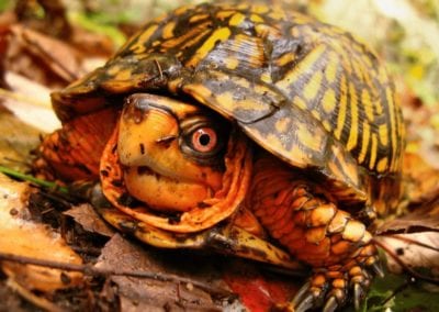 Eastern Box Turtle on leaves