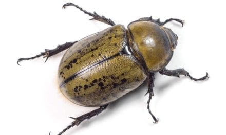 EASTERN HERCULES BEETLE