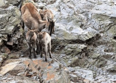 Family of Himalayan tahr (Hemitragus jemlahicus) on the rocks