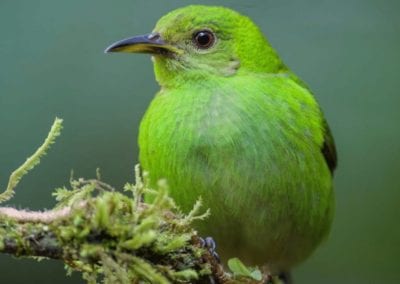 Female Green Honeycreeper