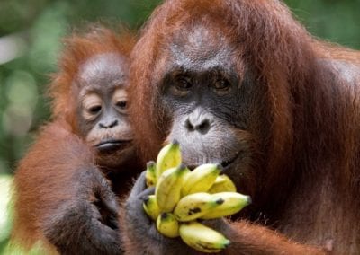 Female and baby orangutan eating fruit