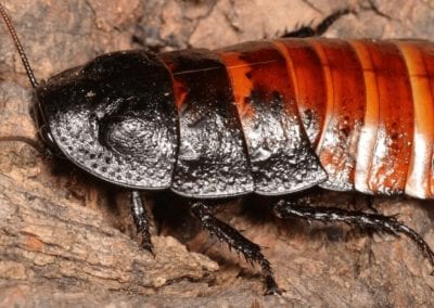 Female of Gromphadorhina portentosa (the hissing cockroach)