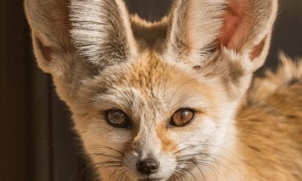 Fennec Fox