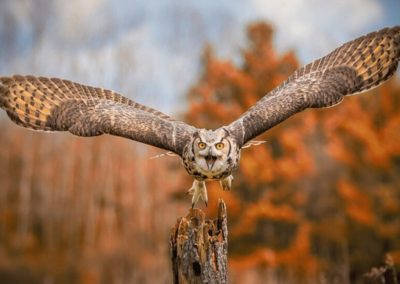 Flying Great Horned Owl
