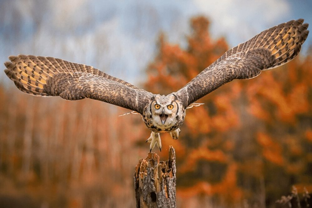 great-horned-owl-facts-critterfacts