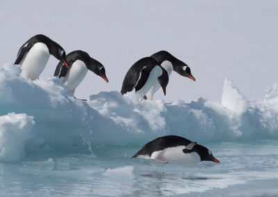 Gentoo Penguins jumping into water from ice