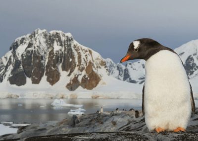 Gentoo penguin standing on the rock