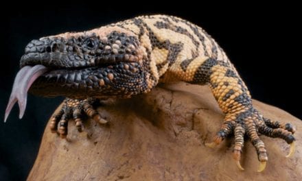Gila Monster