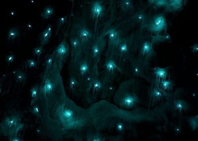Glowworms in caves