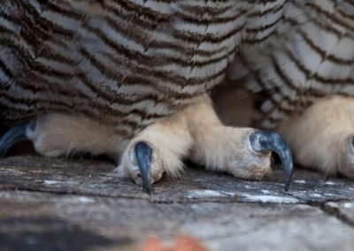 Great Horned Owl's claws and legs
