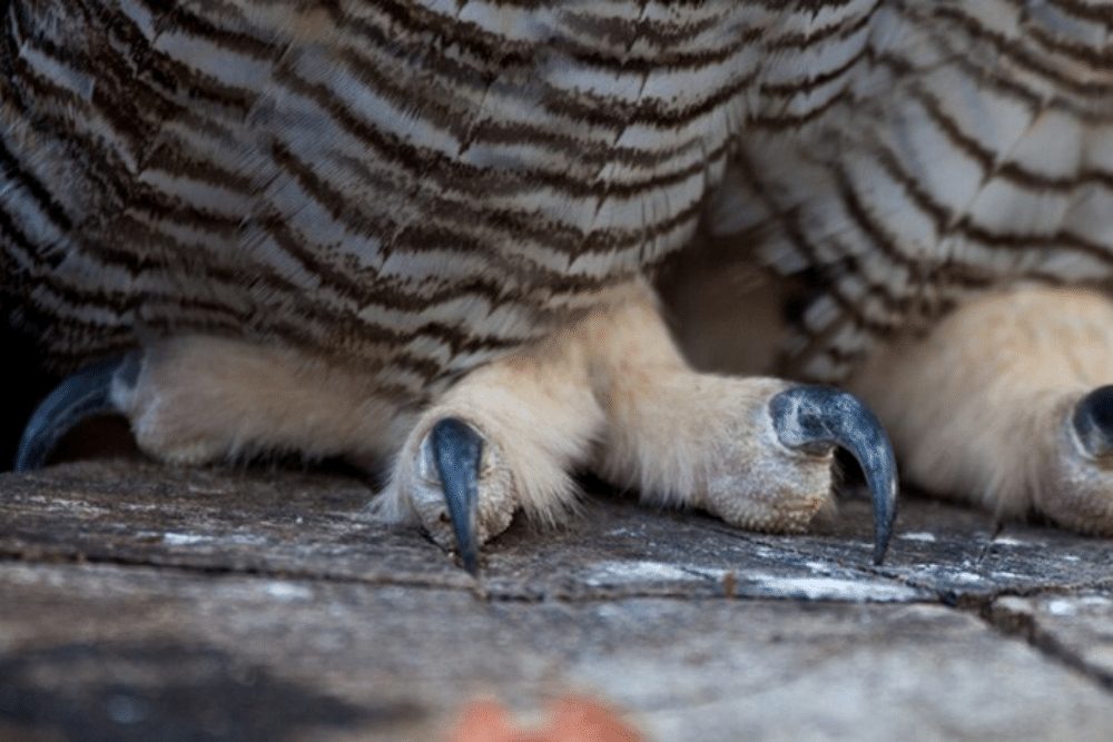 Great Horned Owl Facts - CRITTERFACTS