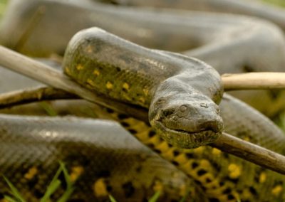 Green Anaconda on branches