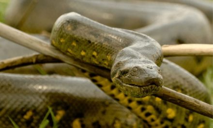 Green Anaconda