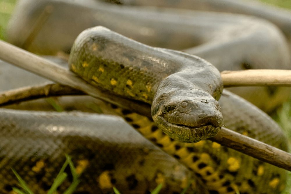 pet full grown green anaconda