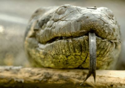 Green Anaconda portrait