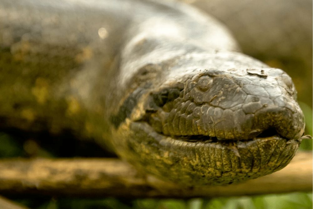 Green Anaconda Facts Critterfacts