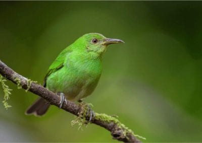 Green Honeycreeper - Chlorophanes spiza