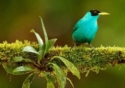 Green Honeycreeper in Costa Rica