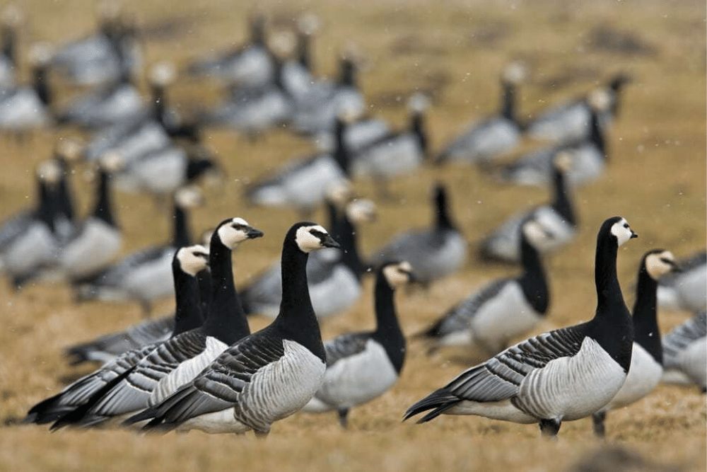 Barnacle Goose Facts | CRITTERFACTS