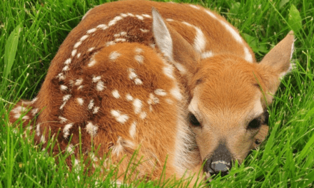 How To Help A Hurt Or Abandoned Baby Animal