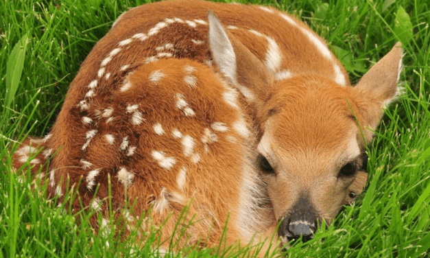 How To Help A Hurt Or Abandoned Baby Animal