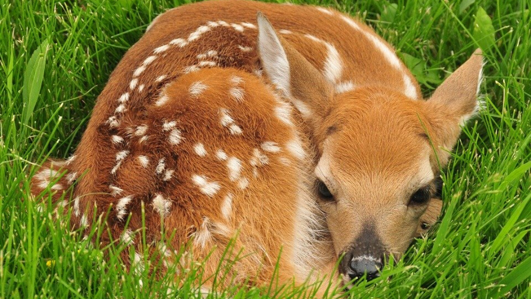 How To Help A Hurt Or Abandoned Baby Animal