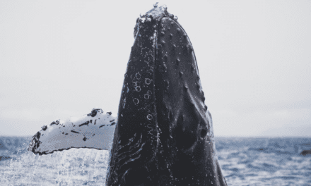 Exploration to the end of the world, where powerful humpbacks prosper