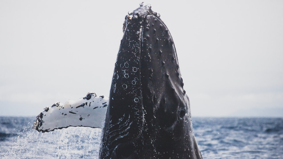 Exploration to the end of the world, where powerful humpbacks prosper