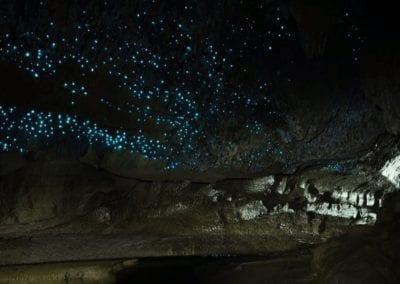 Illuminated Glow Worm Sky in Dark Cave, Waipu Caves, North Island, New Zealand, Like Waitomo Caves