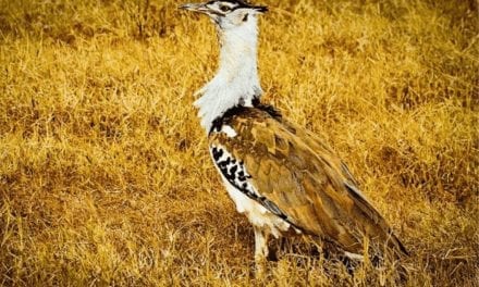 Kori Bustard