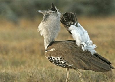 Kori bustard (Ardeotis kori) breeding display