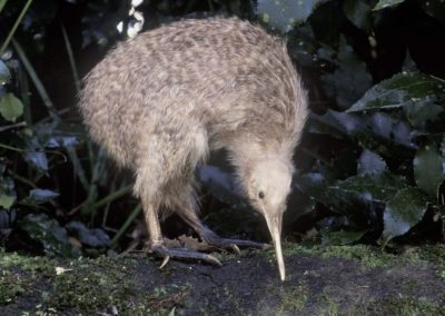 Little spotted kiwi, north island New Zealand