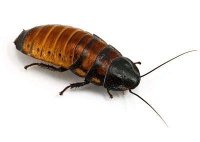 Madagascar hissing cockroach (Gromphadorhina portentosa)