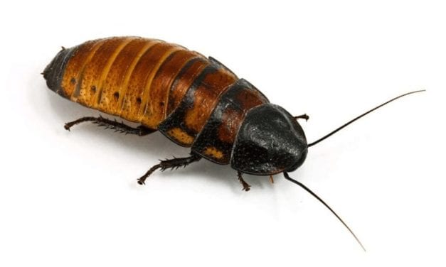 Madagascar Hissing Cockroach