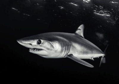 Mako shark swimming near the surface in black water