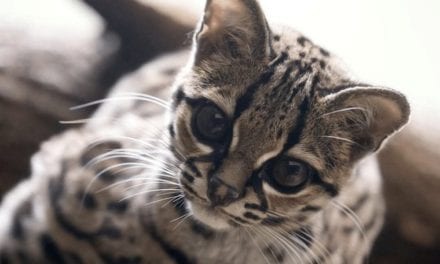 Margay
